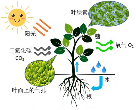 光合作用|光合作用（绿色植物吸收光能把二氧化碳和水合成有机物同时释放。